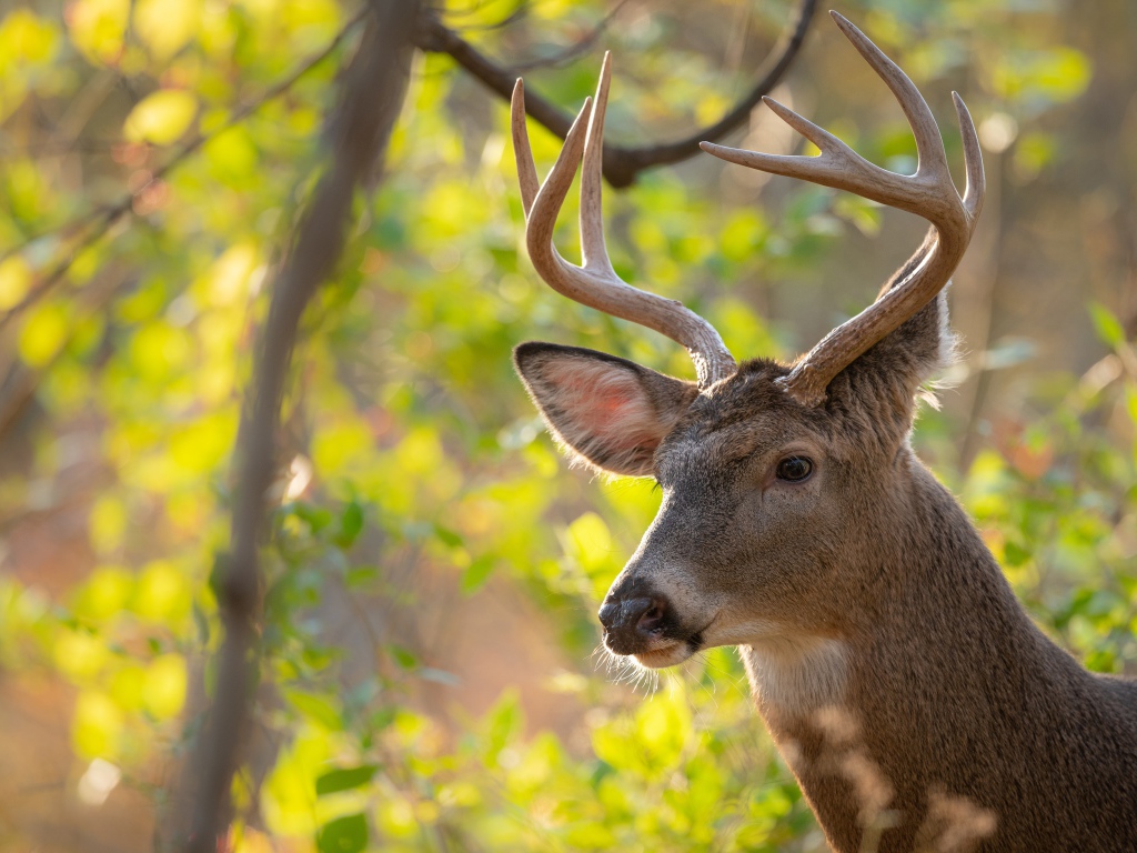 Олень с острыми рогами в лесу