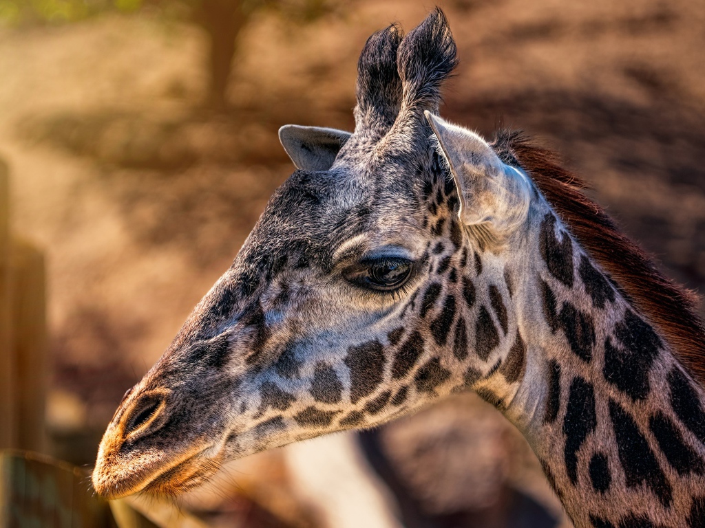 Голова пятнистого жирафа крупным планом