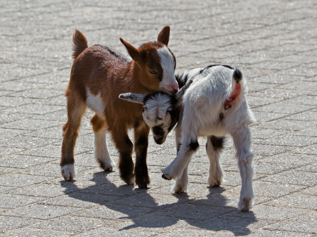 Два маленьких козленка играют