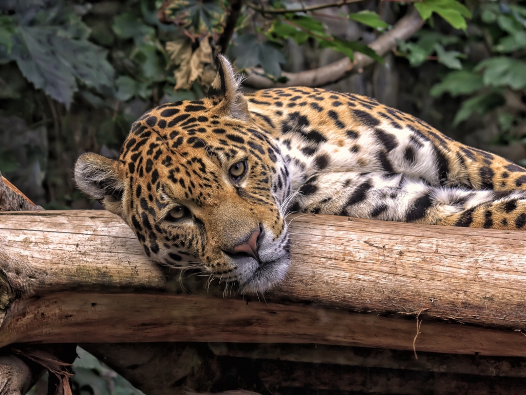 Большой пятнистый ягуар лежит на сухом дереве