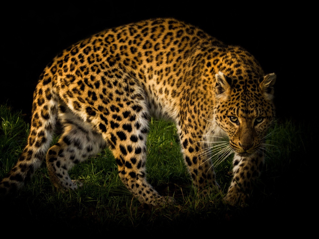 Большой пятнистый леопард идет по зеленой траве