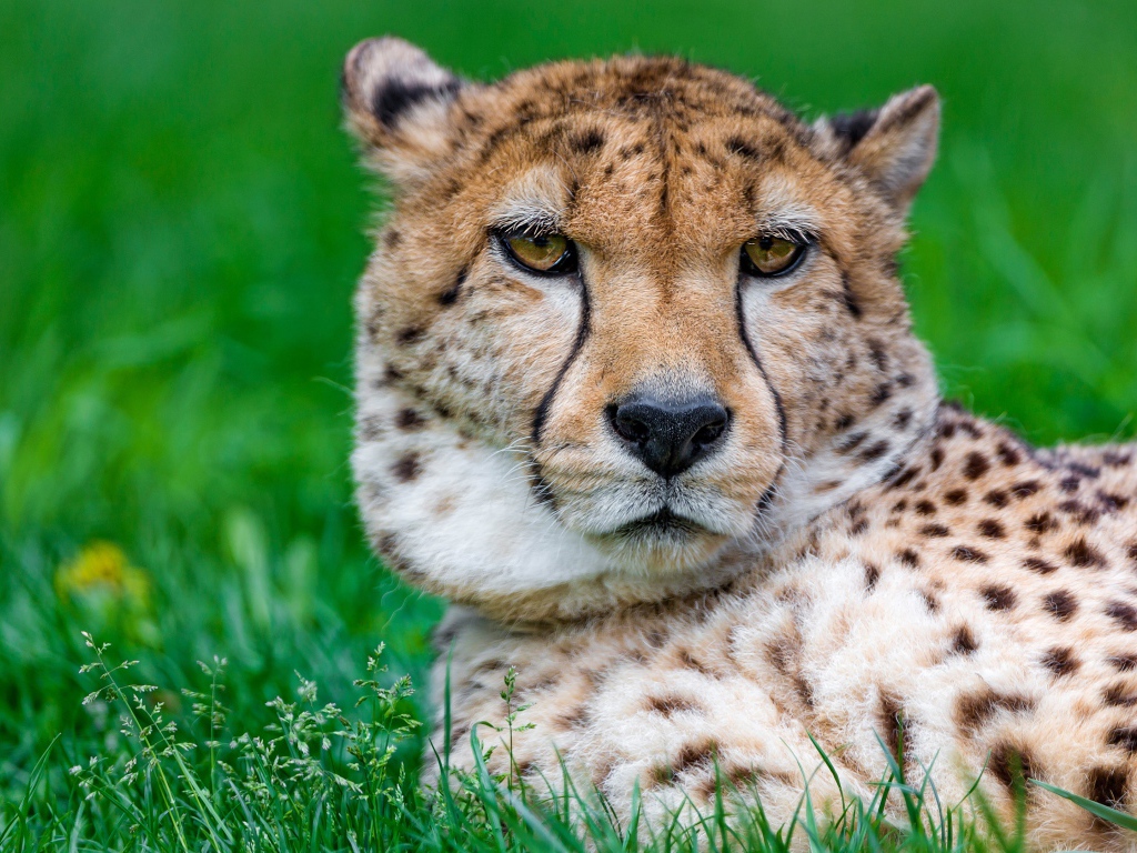 Большой гепард лежит на зеленой траве крупным планом