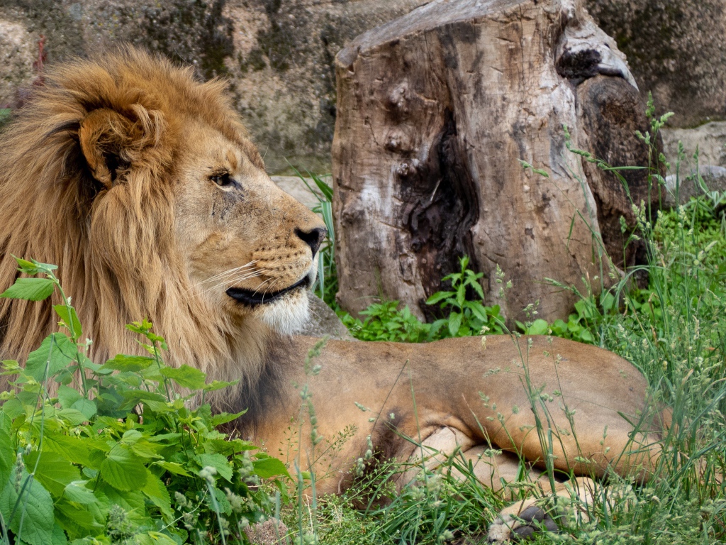 Большой лев лежит на зеленой траве у дерева 