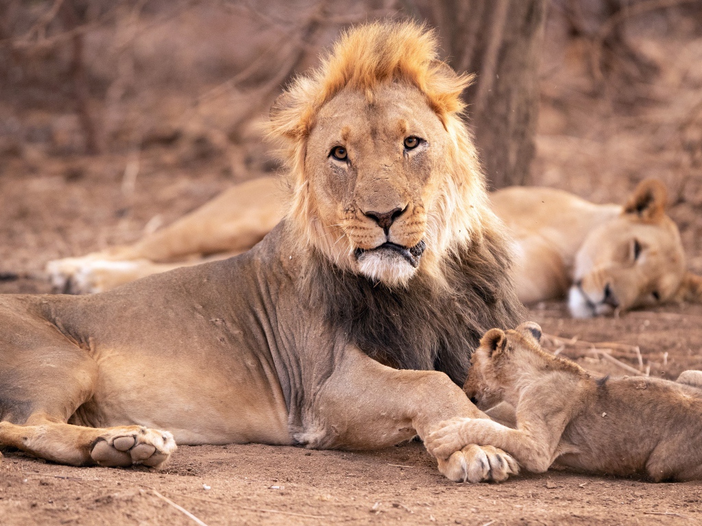 Большой лев  с львицей и маленьким львенком