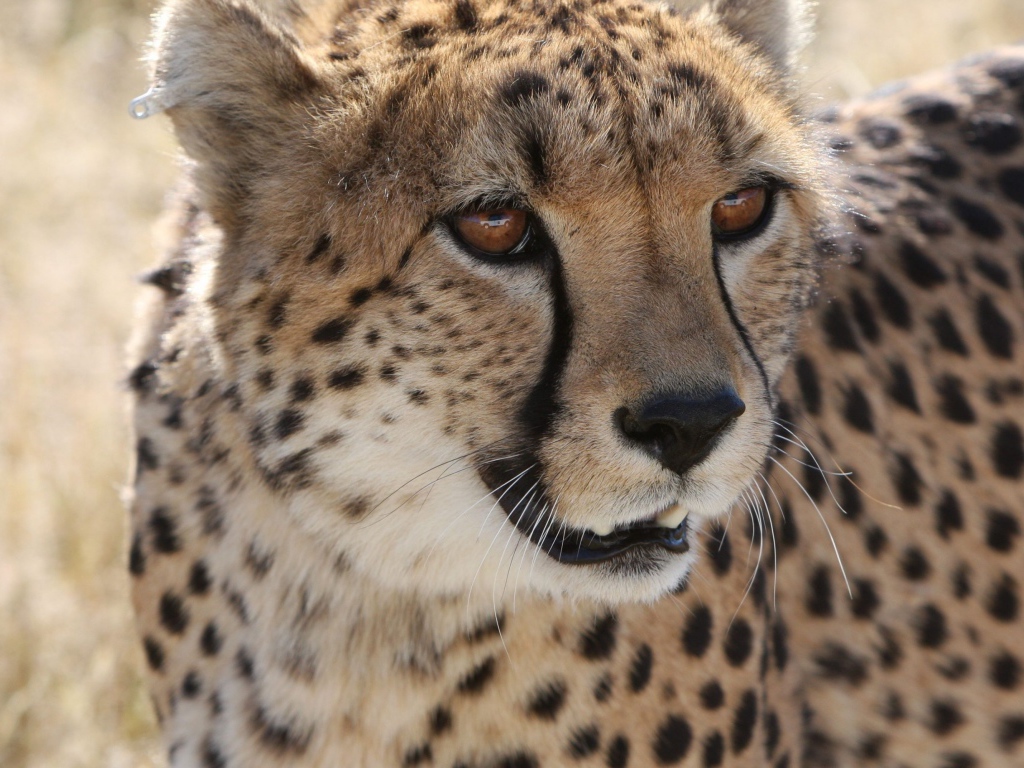 Большой пятнистый гепард крупным планом