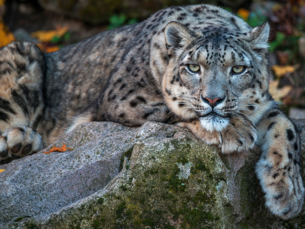 Большой пятнистый барс лежит на камне