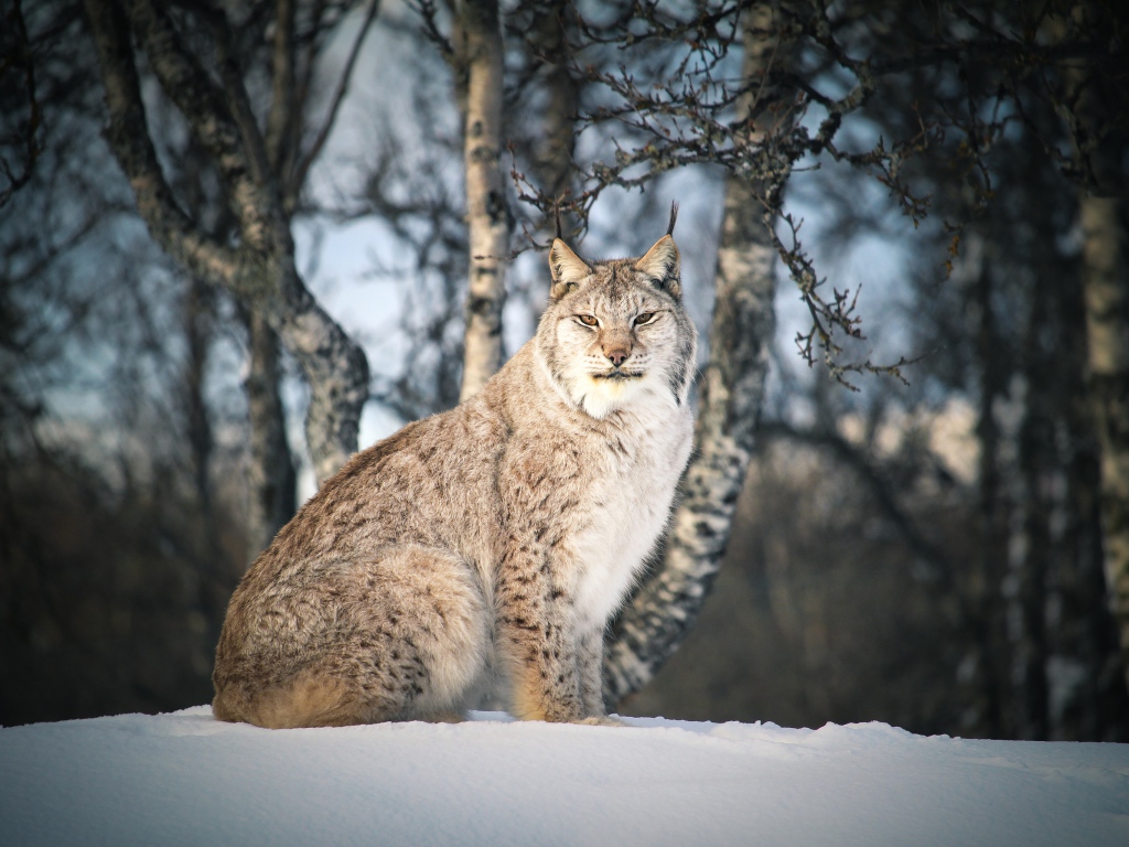 Большая суровая рысь сидит на снегу 