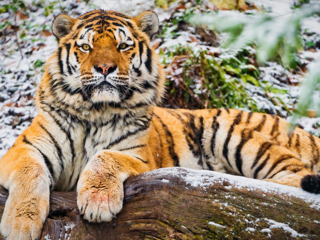 Большой тигр лежит на заснеженном сухом дереве