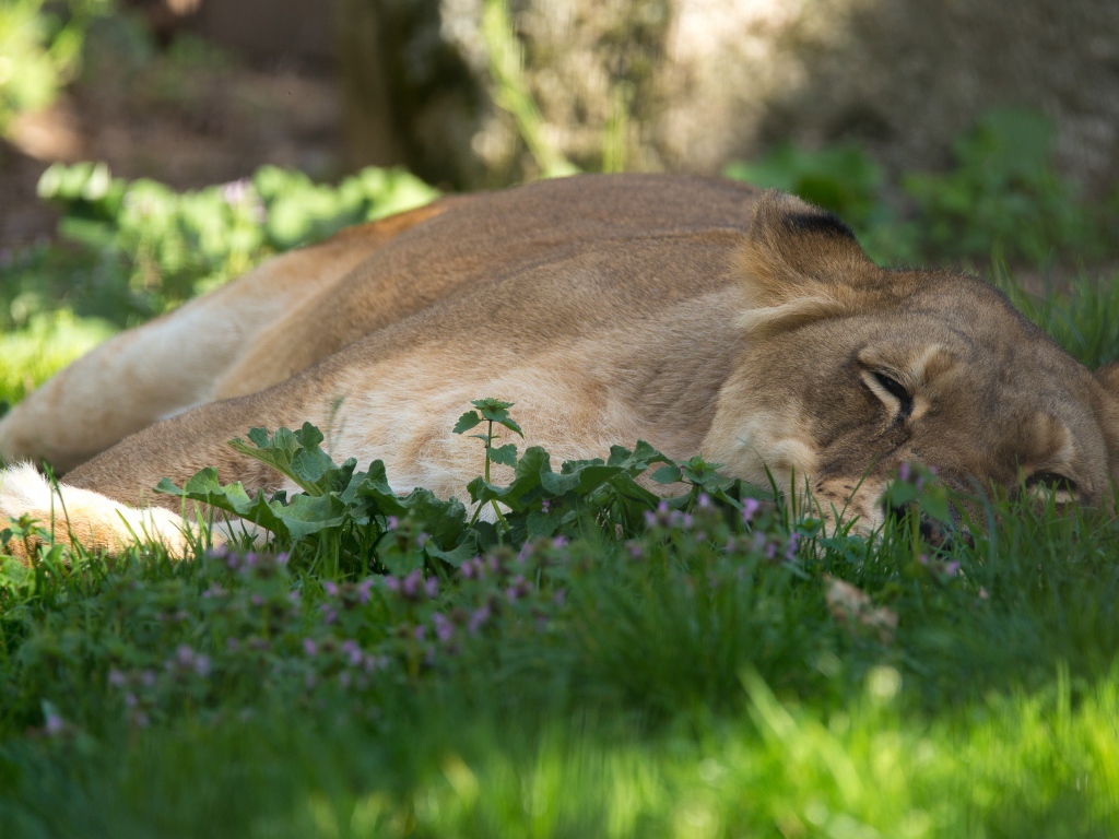 Большая уставшая  львица лежит на зеленой траве
