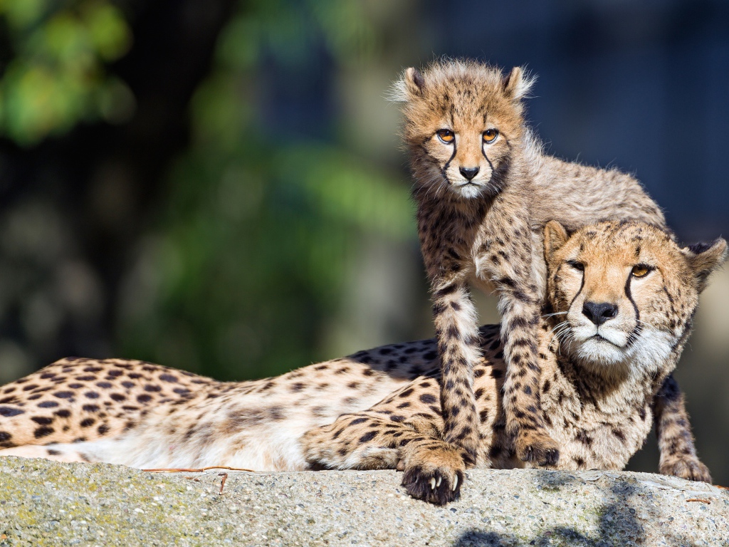 Гепард с детенышем лежат на камне 