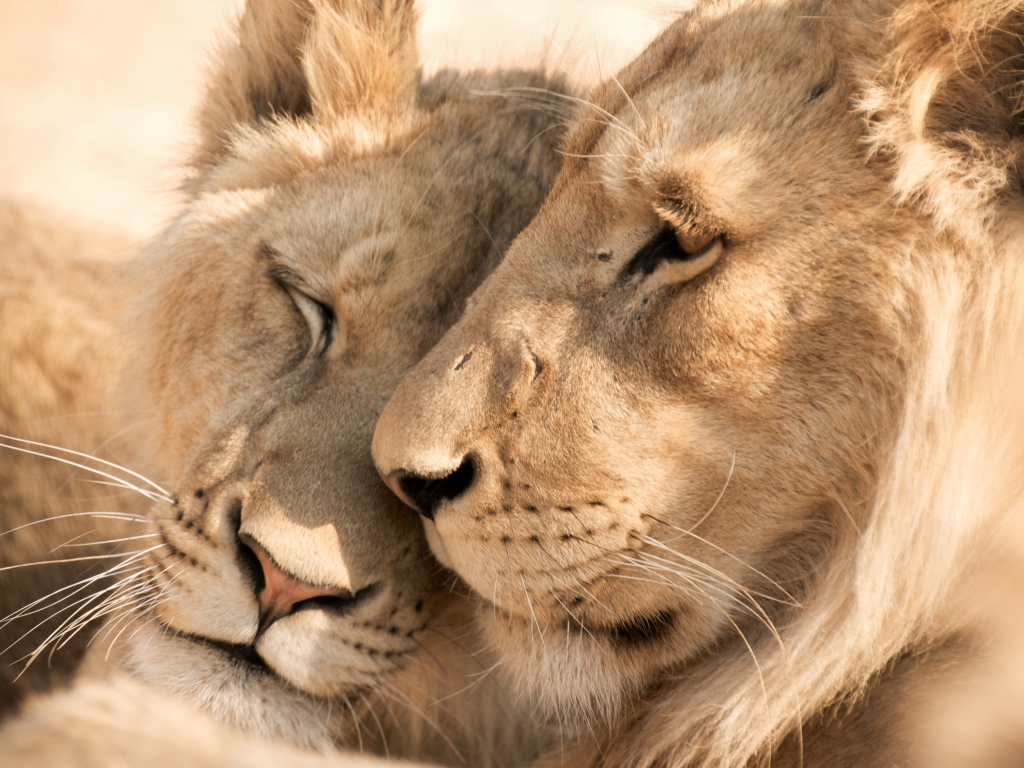 Enamored lion and lioness close up