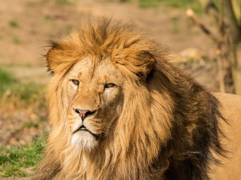 Морда льва с пышной гривой