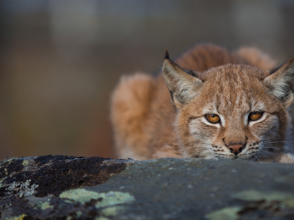 Рысь прячется на большом камне