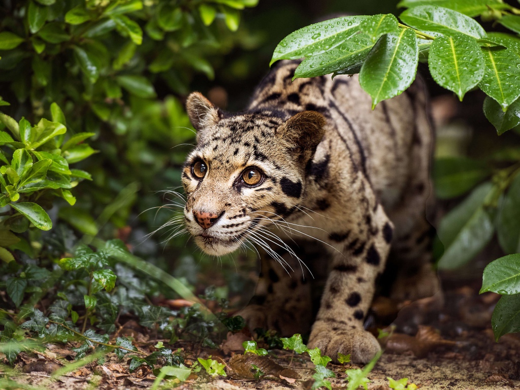 Хищный оцелот на охоте 