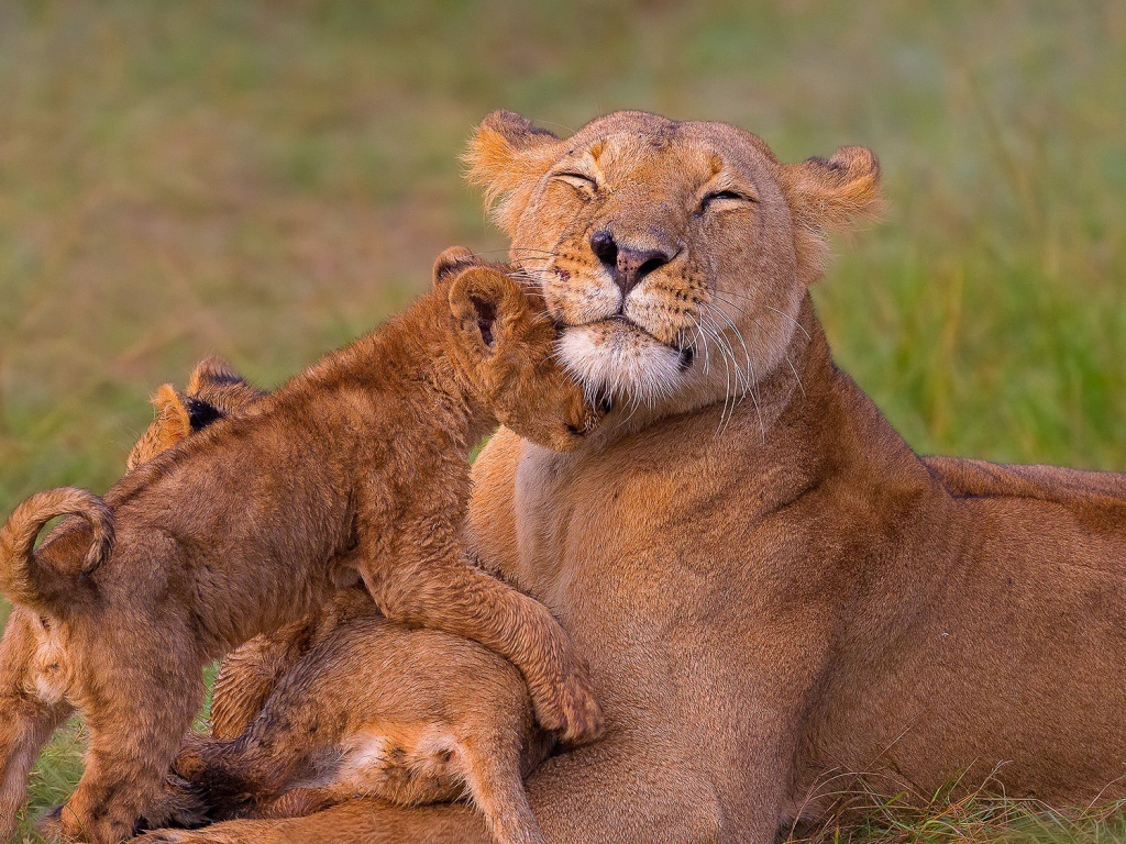 Довольная мама львица с львятами на траве