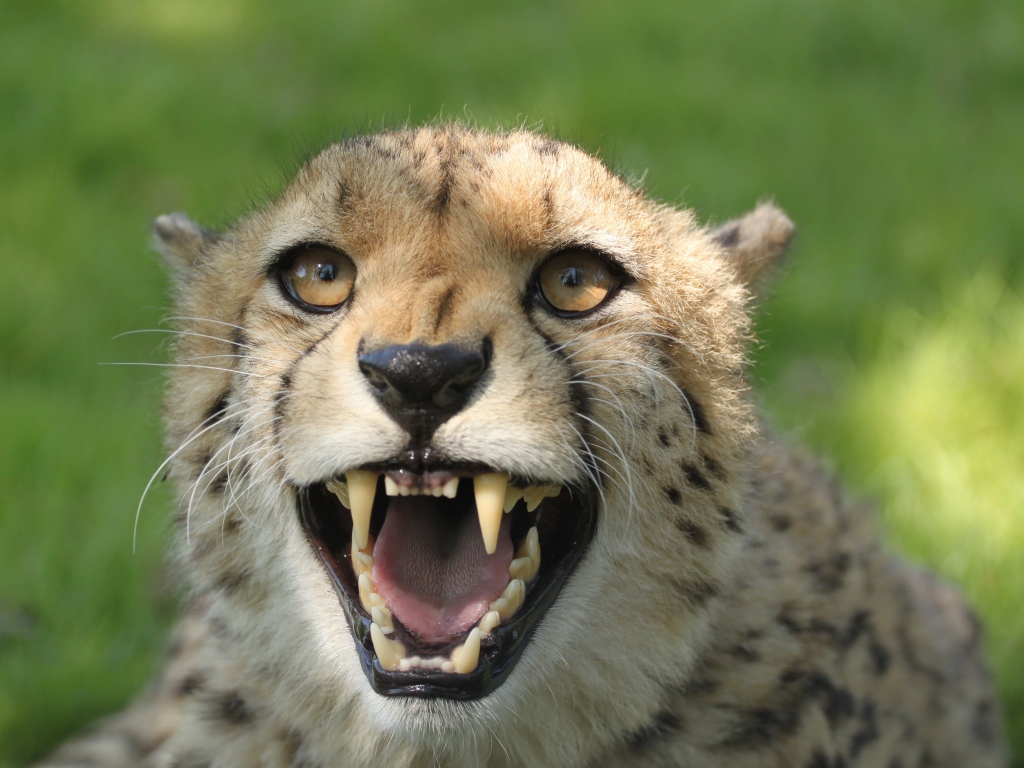 Грозный оскал гепарда с острыми клыками 
