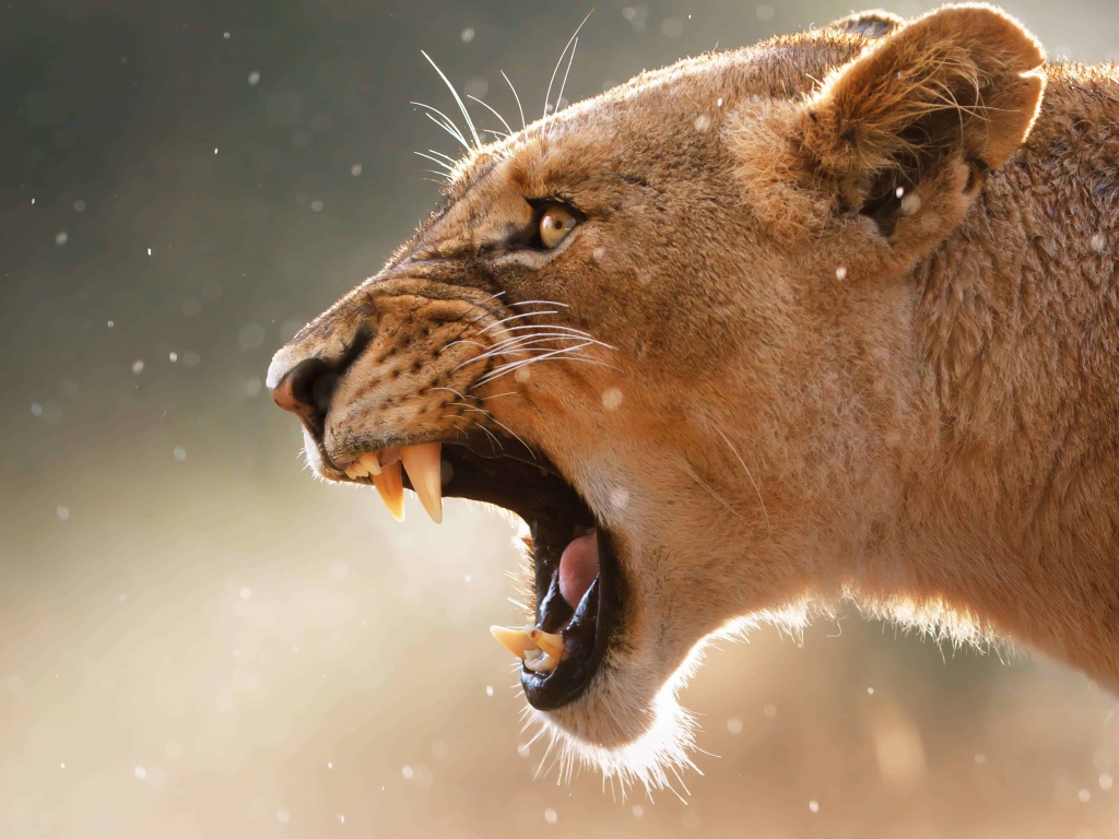 Грозный оскал львицы крупным планом