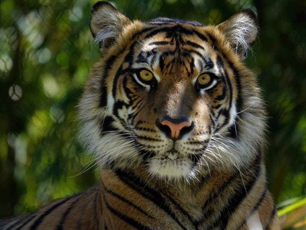 Морда большого  тигра крупным планом