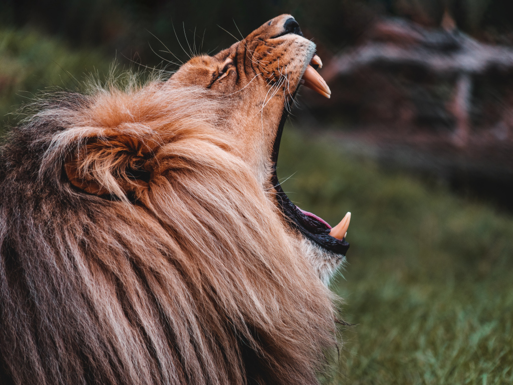 Лев открыл пасть с острыми клыками 