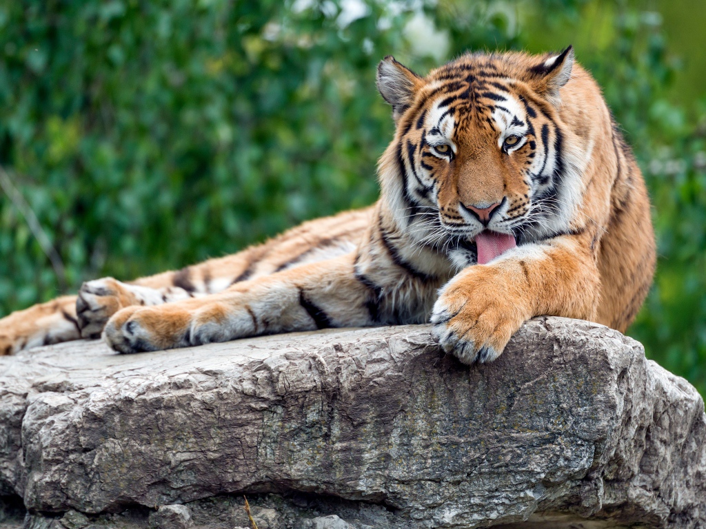 Полосатый тигр умывается на камне 