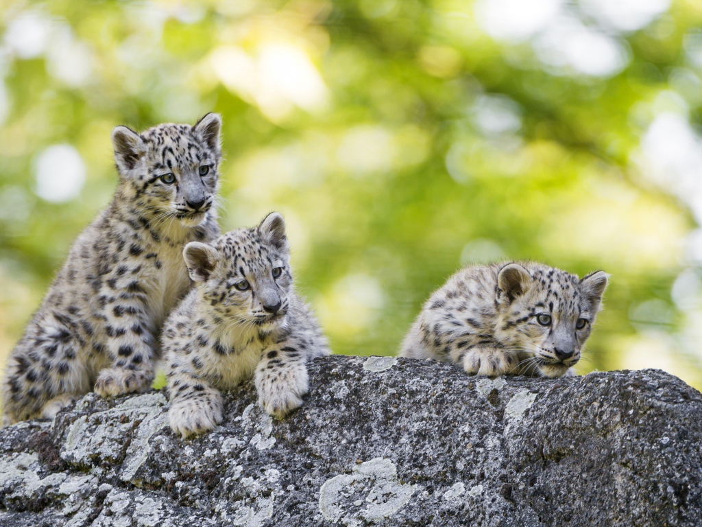 Три маленьких котенка снежного барса лежат на камне