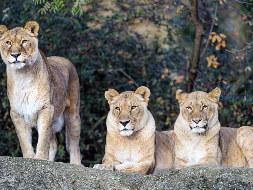 Три величественные львицы отдыхают на солнце