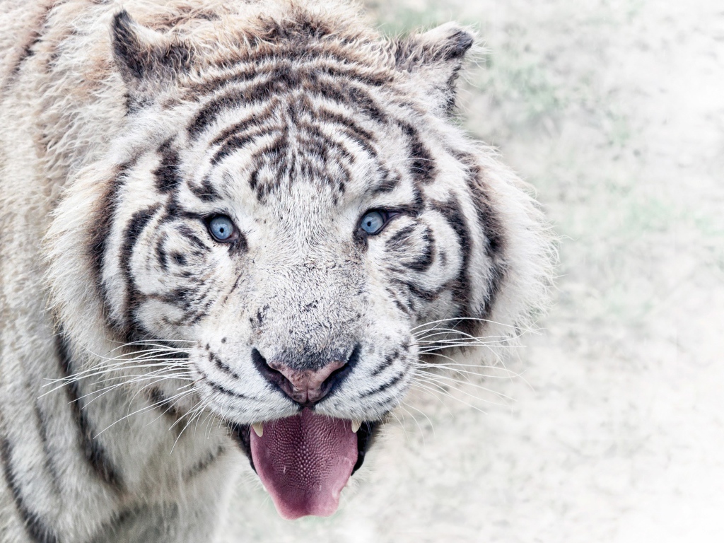 Белый голубоглазый тигр в высунутым языком