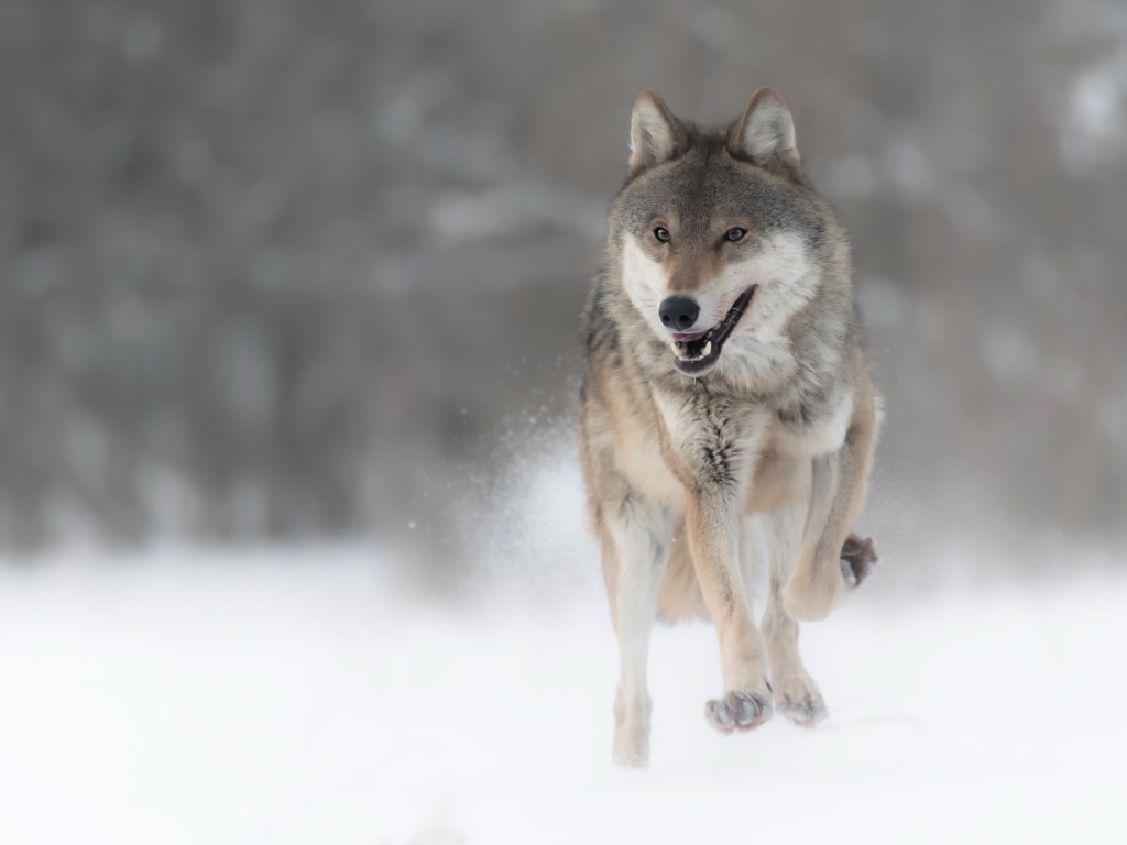 Большой серый волк бежит по снегу 