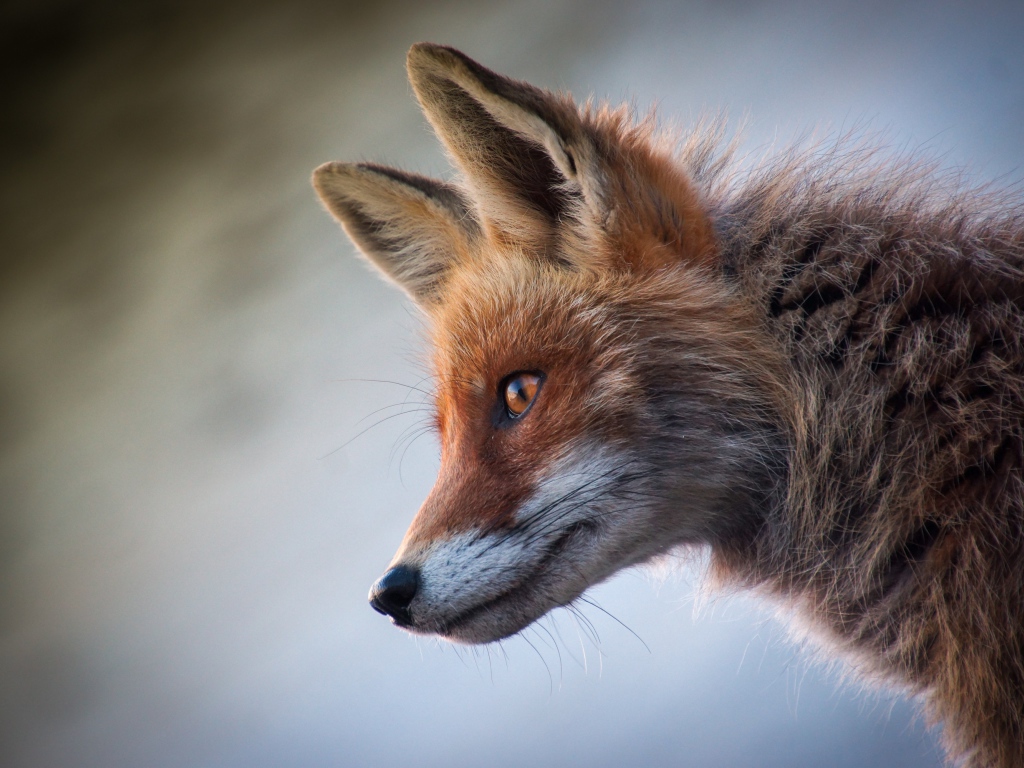 Close-up of a sly red fox muzzle