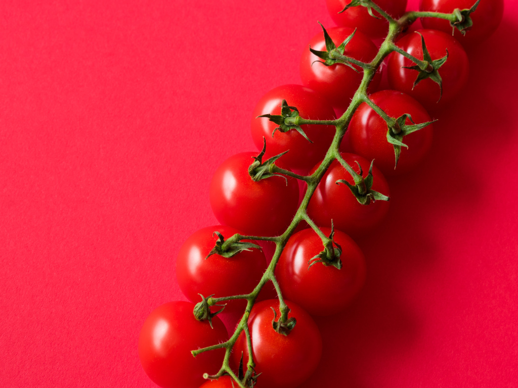 Много красных спелых помидоров на розовом фоне