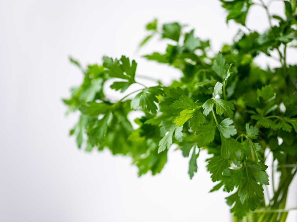 Свежая петрушка в вазе на белом фоне