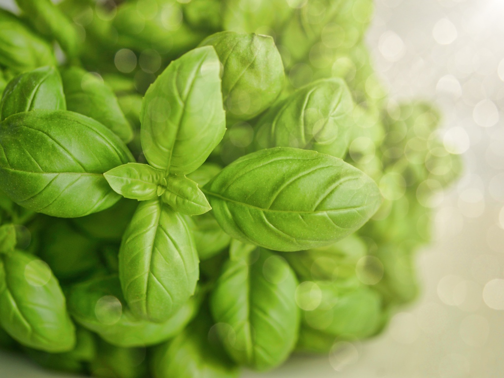 Зеленые листья базилика крупным планом