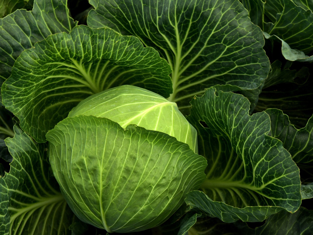 Большая зеленая капуста крупным планом