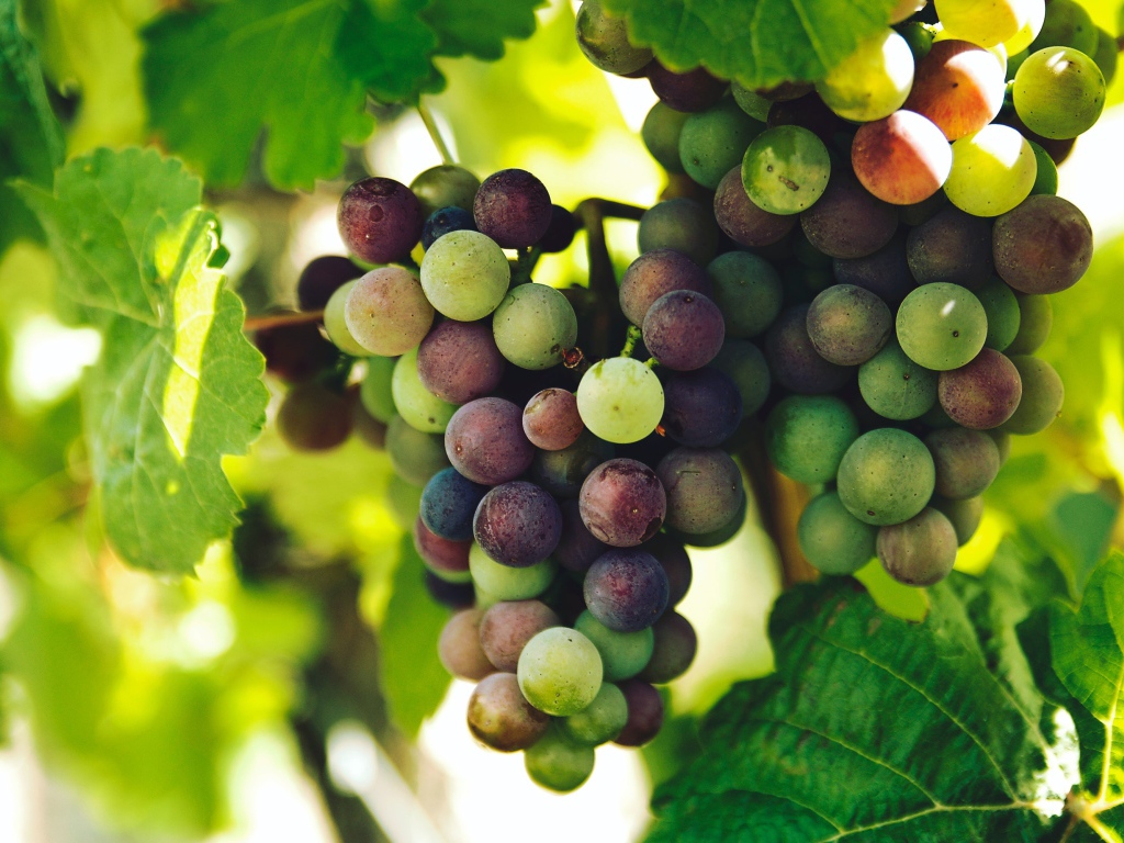 Розовый виноград спеет в зеленых листьях 