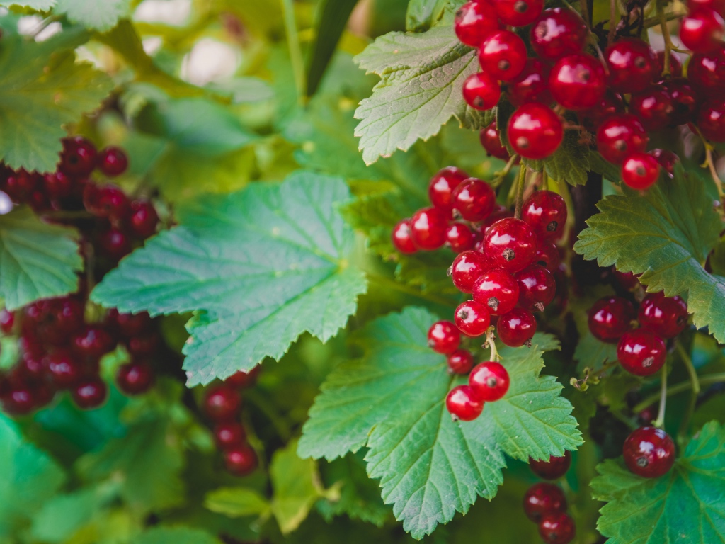 Спелая красная смородина с зелеными листьями на кусту