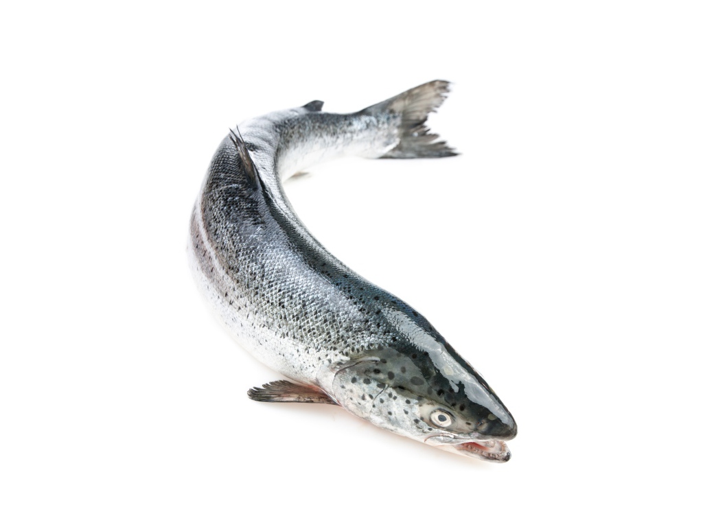 Big fresh trout fish on a white background