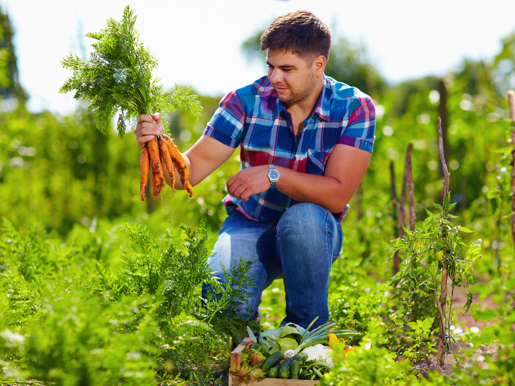 Мужчина фермер собирает урожай моркови