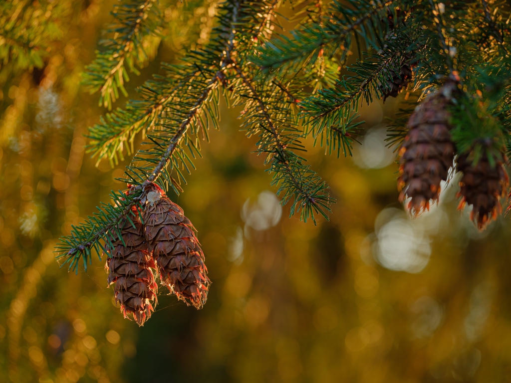 Шишки растут на колючей зеленой ветке ели 