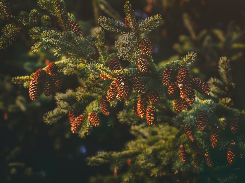 Пушистая еловая ветка с шишками