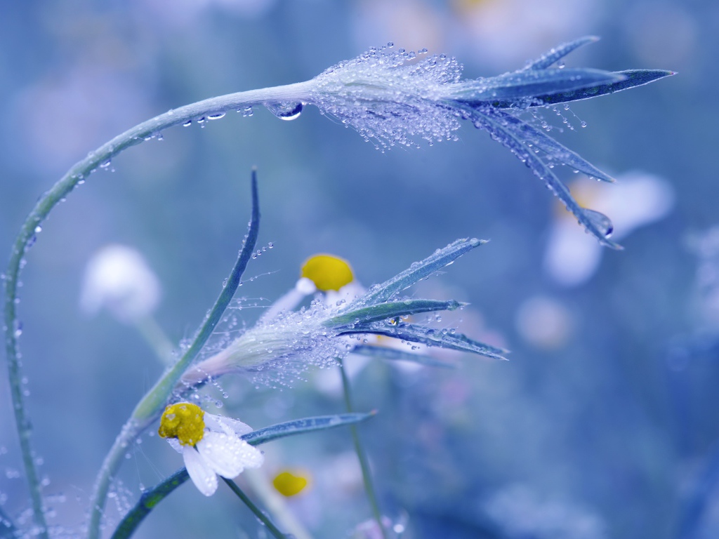 Трава в росе крупным планом