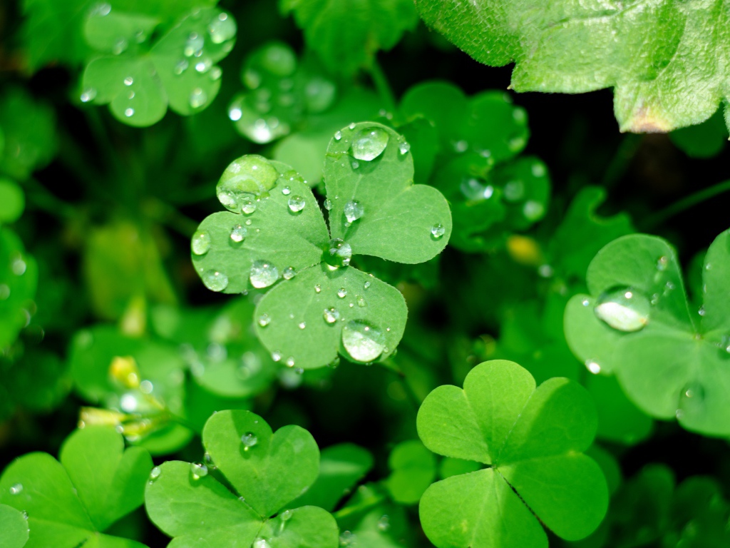 Зеленые листья клевера в каплях воды