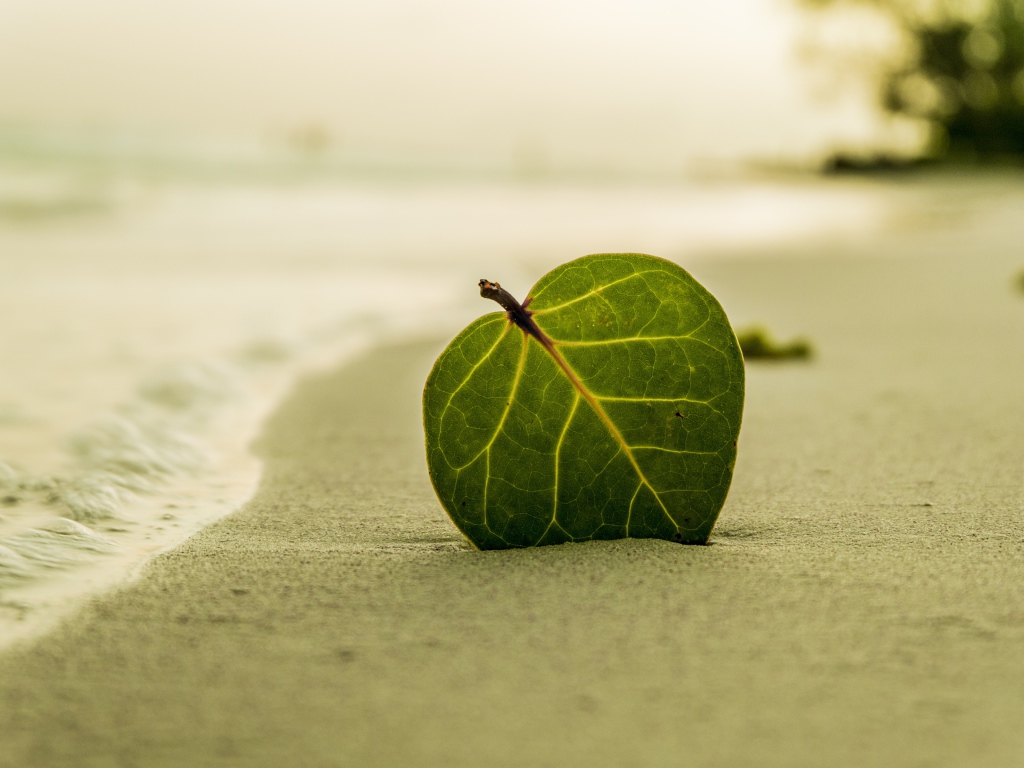 Зеленый лист на желтом песке у моря 
