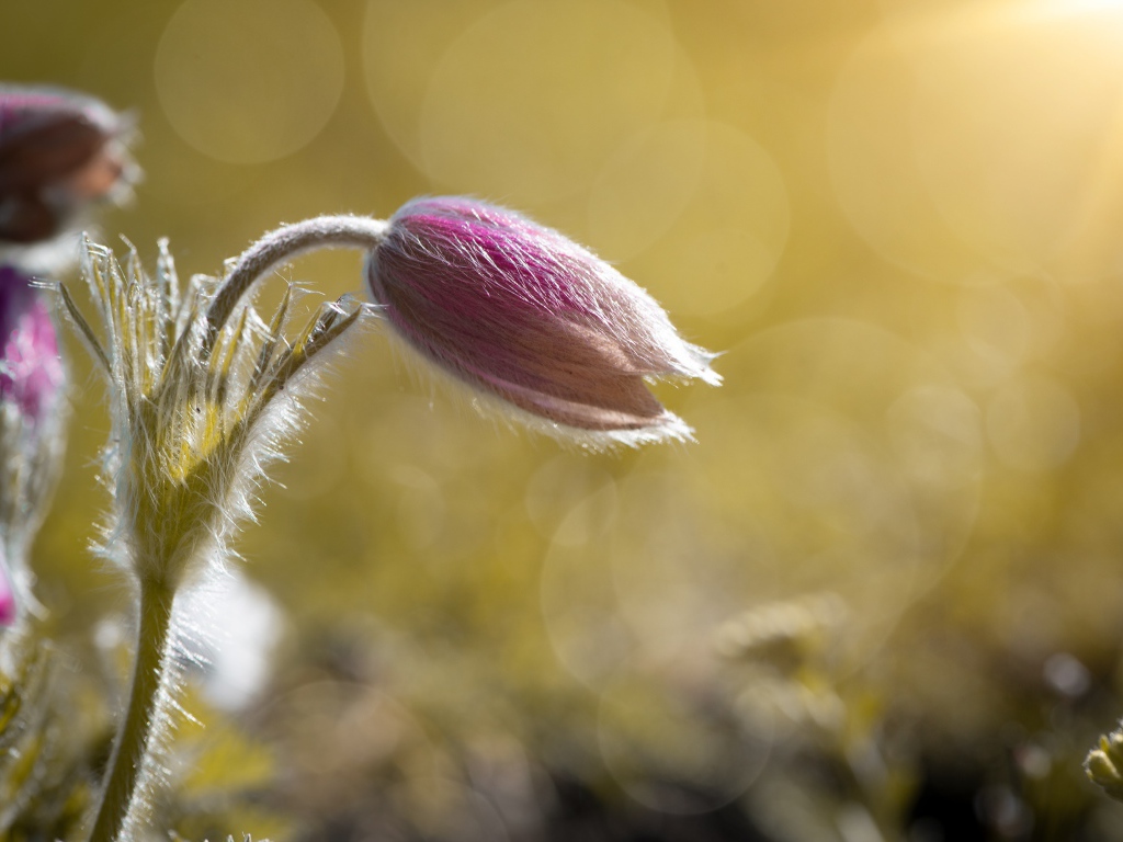 Бутон розового цветка прострел в поле в лучах солнца
