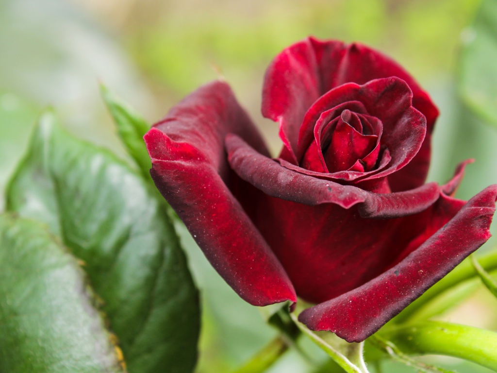 Красивая бордовая роза с зелеными листьями крупным планом