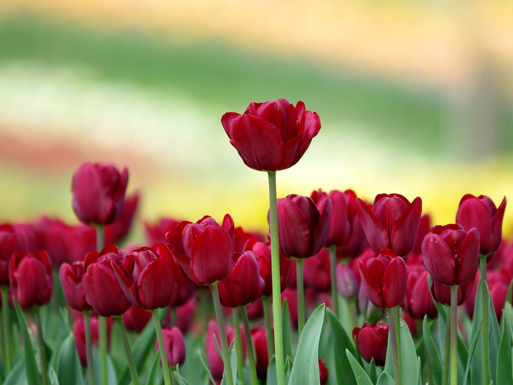 Красивые бордовые тюльпаны на клумбе 