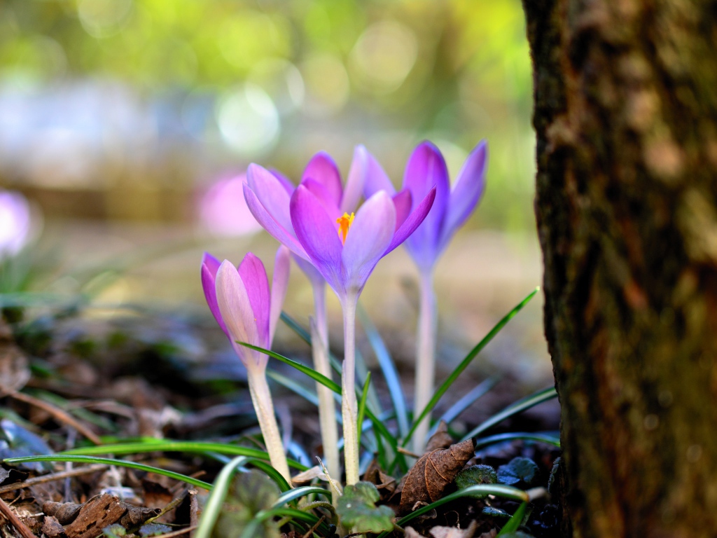 Красивые нежные сиреневые крокусы у дерева весной
