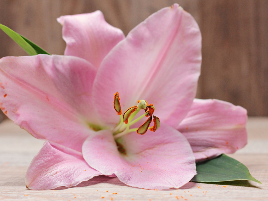 Красивая нежная розовая лилия на столе 