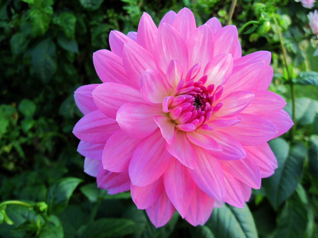 Красивый крупный розовый цветок георгины на клумбе 