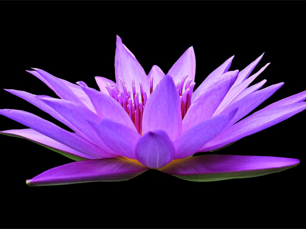 Красивый цветок лотоса на черном фоне крупным планом