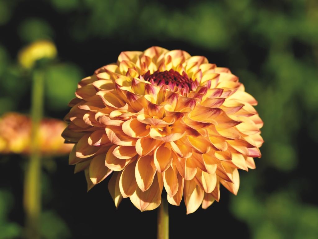 Красивая оранжевая георгина крупным планом на клумбе 